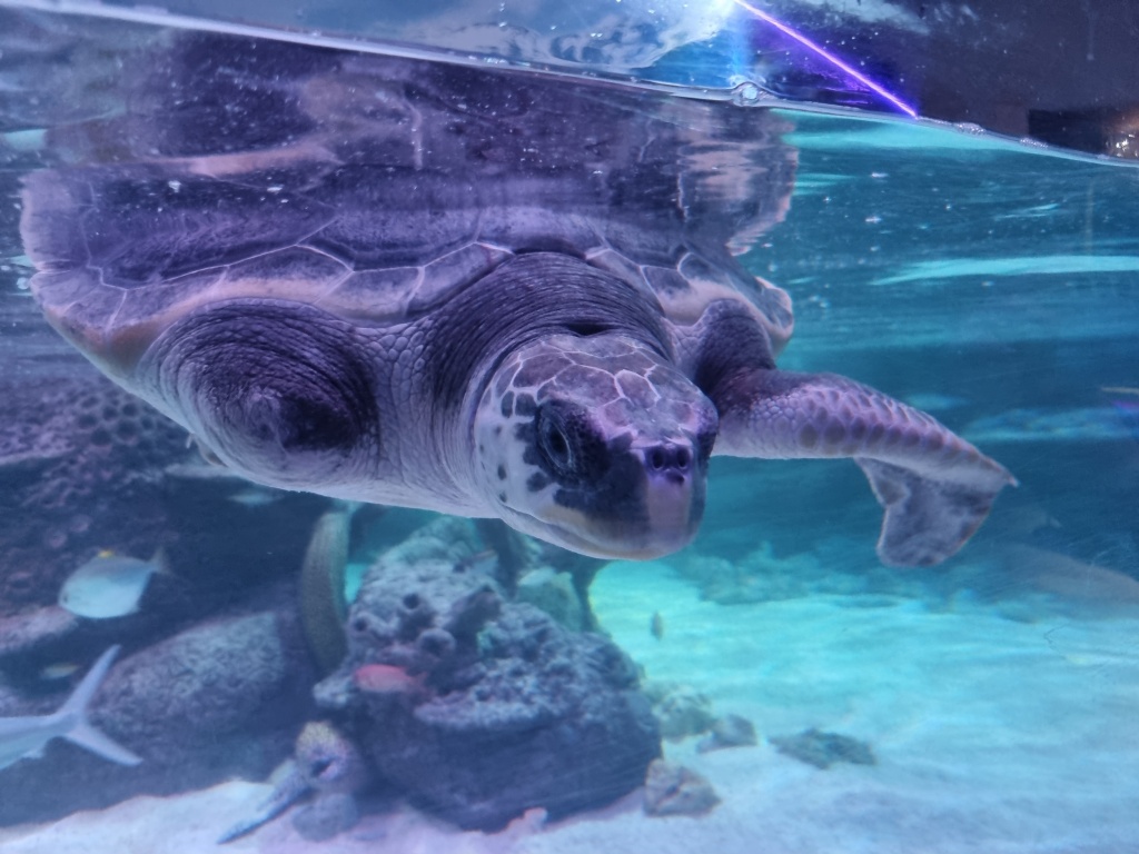 An Olive Ridley Turtle looks out of a large aquarium. She has a missing flipper.